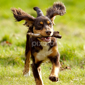 by James Blyth Currie - Animals - Dogs Playing