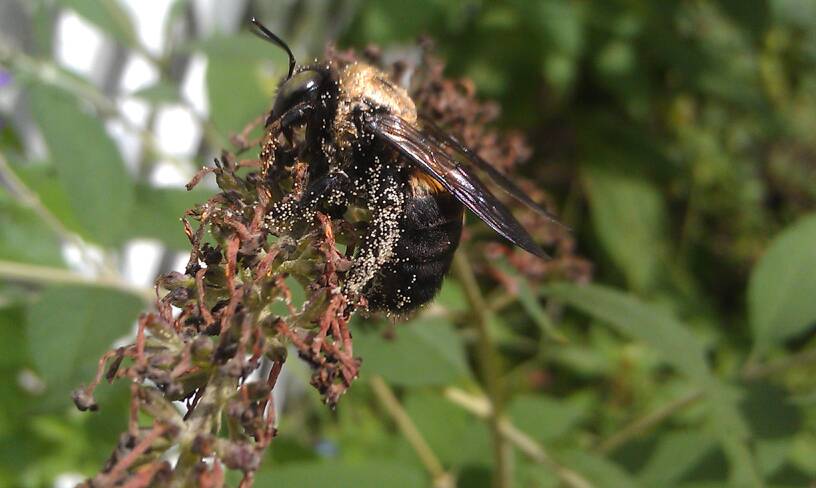 eastern carpenter bee