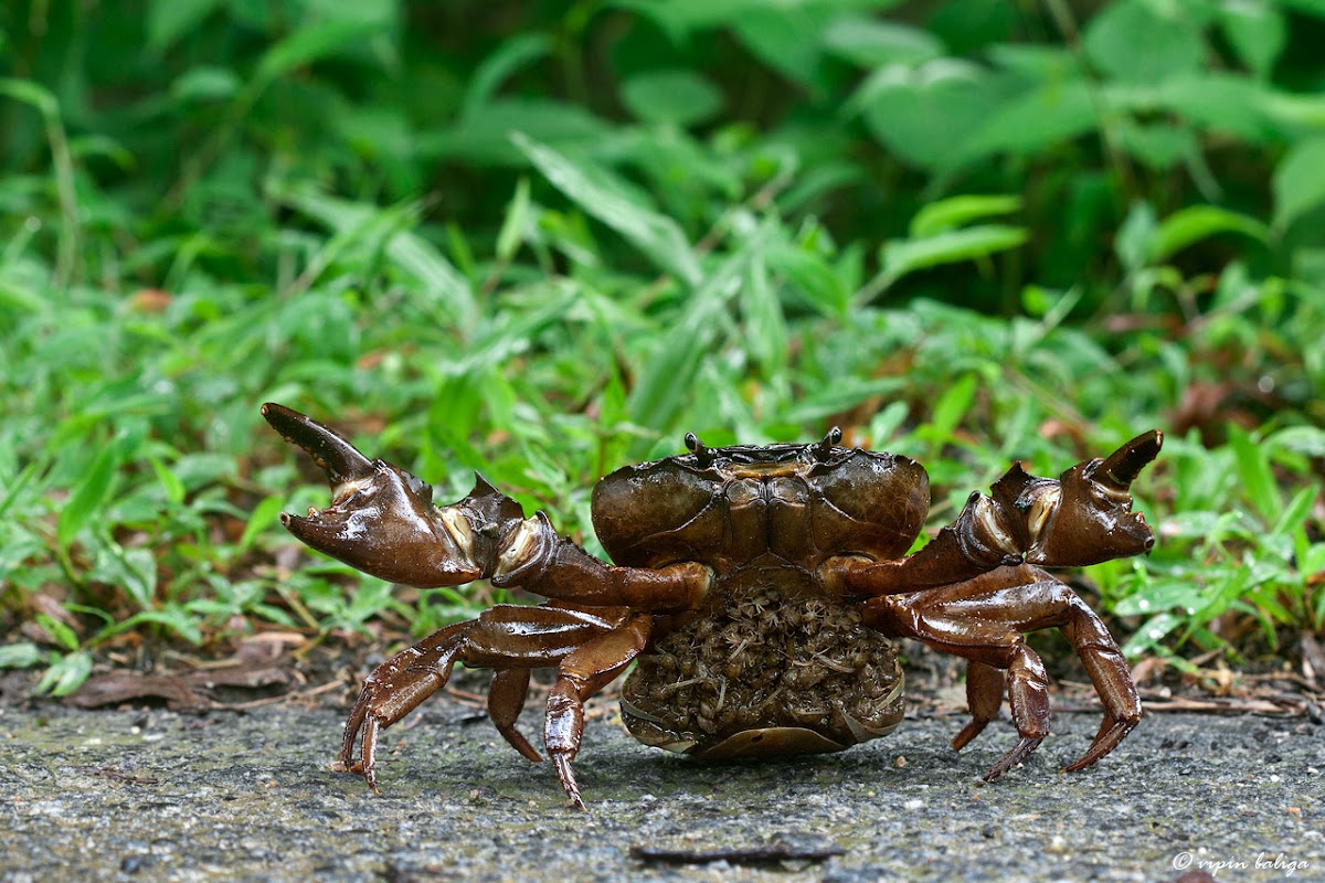 Fresh water Crab