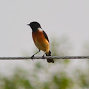 White-tailed Stonechat