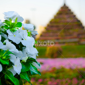 Miracle Garden by The Bandwagon Chic - Novices Only Flowers & Plants