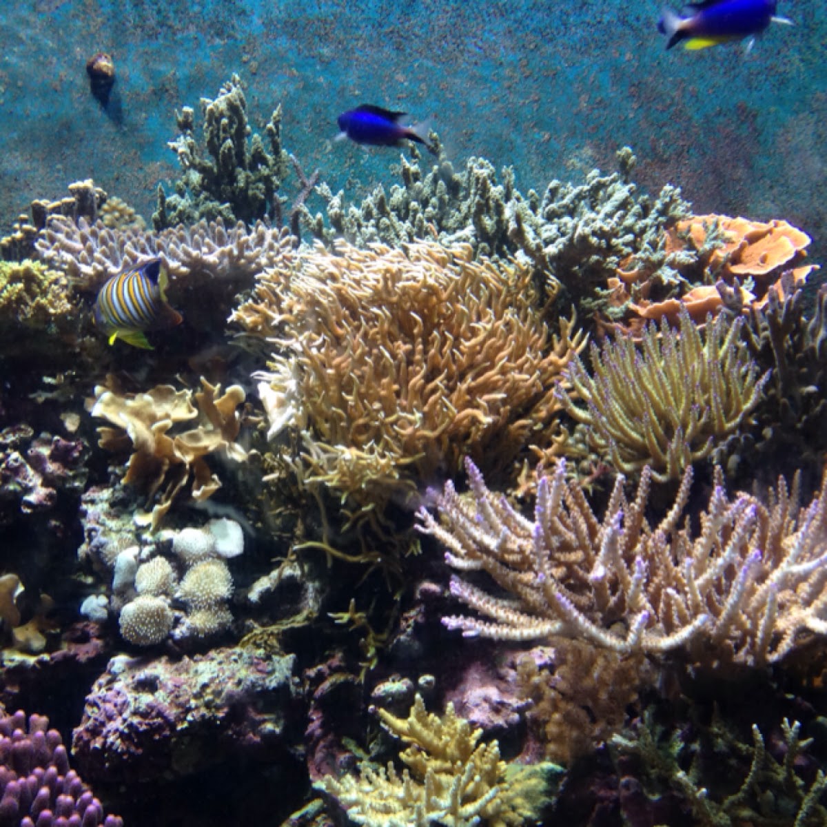 Fish. corals.