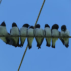 White Breasted Wood Swallow