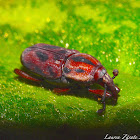 Palm Weevil