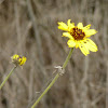 California Sunflower