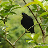 Guaxe (Red-rumped Cacique)