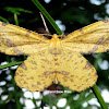 False Crocus/Crocus Geometer Moth