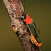Tricolor Soldier Beetle