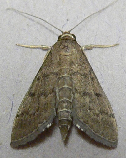 Wine-tinted Oenobotys Moth