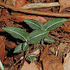 Velvet Creeping Lady's Tresses (orchid)