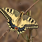 Macaón (Old world swallowtail)