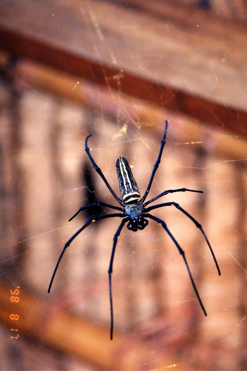 Unknown Spider Bali, Indonesia