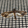 Ornate hydriris moth