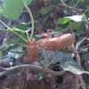 Cicada (13-year) shells