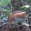 Cicada (13-year) shells