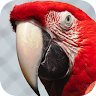 Baby Discover Birds Game icon