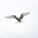 Arctic tern