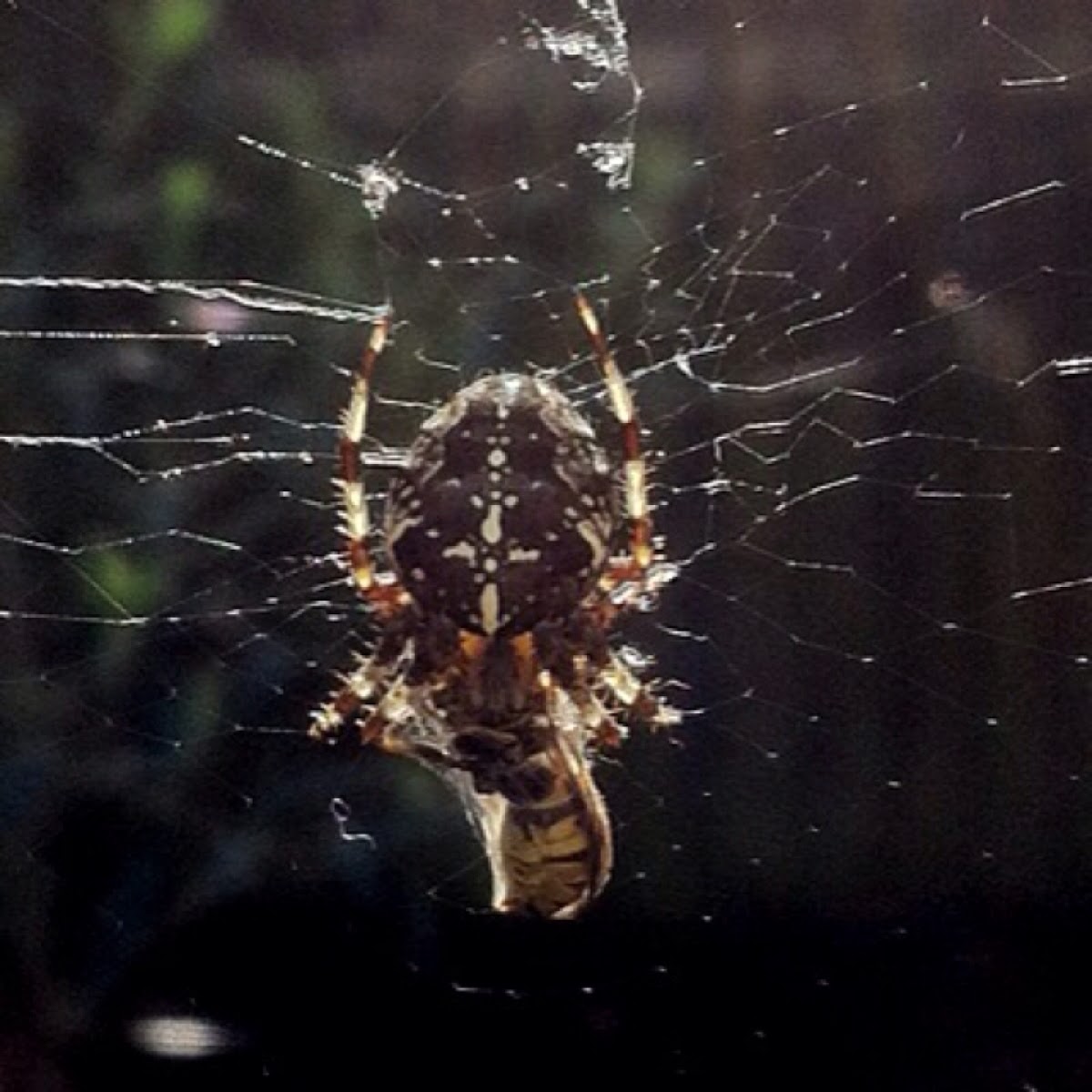 European garden spider