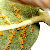 Milkweed Aphid