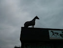 Horse Stuck on Roof