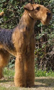 Free Download Airedale Terriers Wallpapers APK for Android