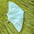 Upside-down Moth