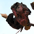 Baizongia pistaciae
