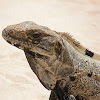 Mexican Spiny-tailed Iguana II