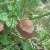 Lawn mower's mushroom