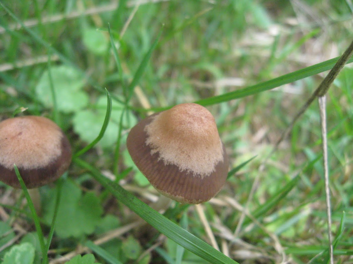 Lawn mower's mushroom