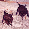 American leaf-nosed bat