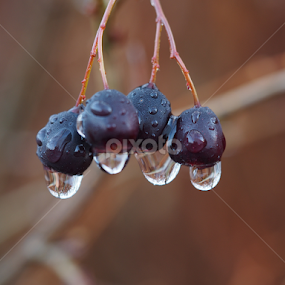 Drops,,, by Ólafur Ingi Ólafsson - Nature Up Close Natural Waterdrops