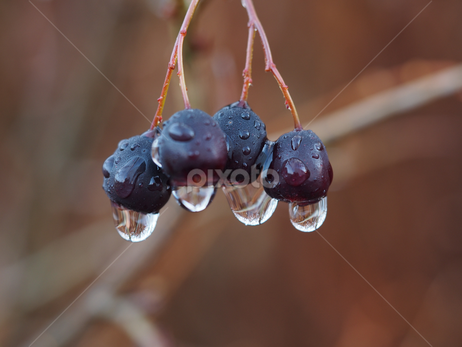 Drops,,, by Ólafur Ingi Ólafsson - Nature Up Close Natural Waterdrops