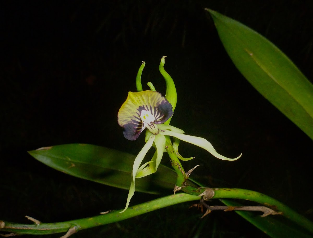 Cockleshell Orchid or Clamshell Orchid