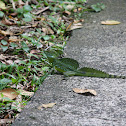 Plumed basilisk