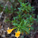 Common monkey-flower