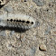 Daggermoth Caterpillar