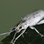 Little Leaf Notcher Weevil