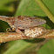 Thorn treehopper - eggs