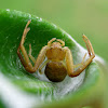 Tan Crab Spider