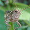 Short horned grasshopper