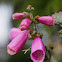 Common Foxglove / Roter Fingerhut