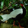 Silver Pheasant (male)
