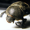 Rhinoceros Beetle (f)