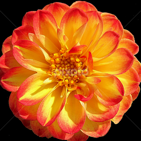 by Soumitra Haldar - Flowers Single Flower
