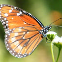 Soldier Butterfly