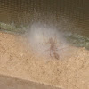 ant mimic spider
