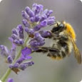 Bijensterfte tegengaan