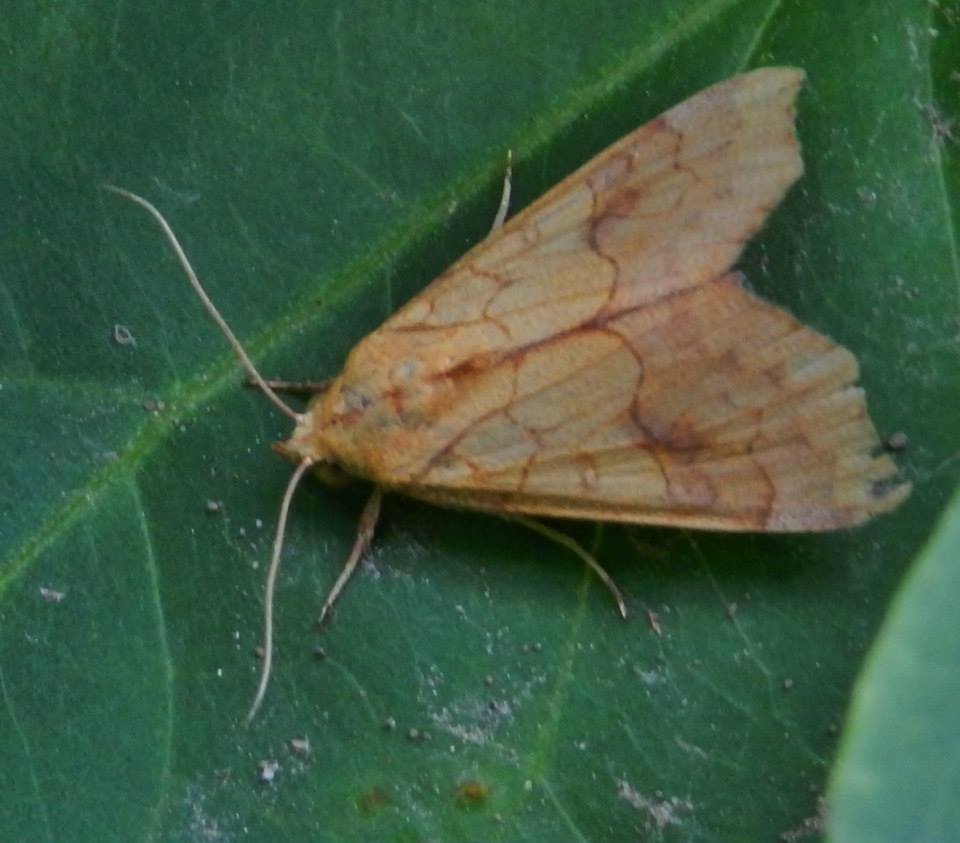 Cotton Looper, Tropical Anomis or White-pupiled Scallop Moth