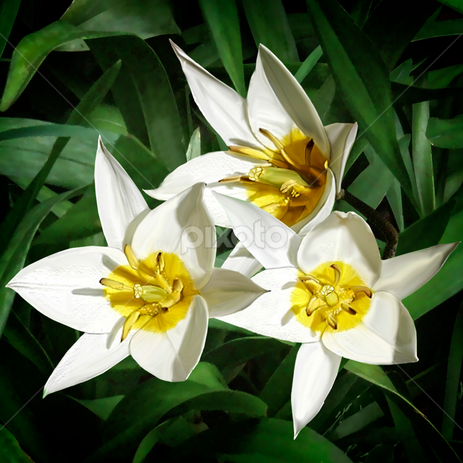 Spring Flowers by Joseph Vittek - Flowers Flowers in the Wild